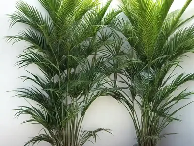 Palm Grass (Molineria Capitulata)