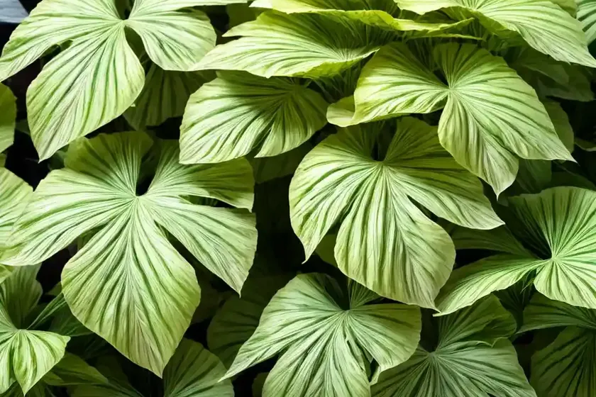 Palm leaf begonia (begonia luxurians) — photo 2
