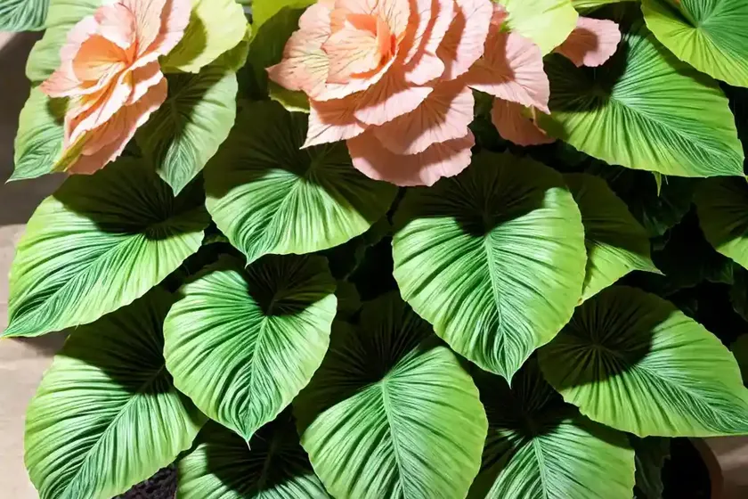 Palm leaf begonia (begonia luxurians) — photo 3