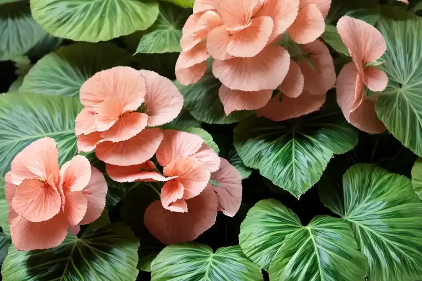Palm leaf begonia (begonia luxurians)