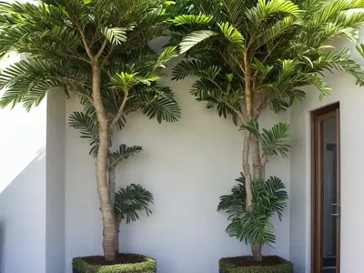Palm-like Fig (Ficus Pseudopalma)