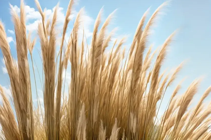 Pampas grass (cortaderia selloana) — photo 3