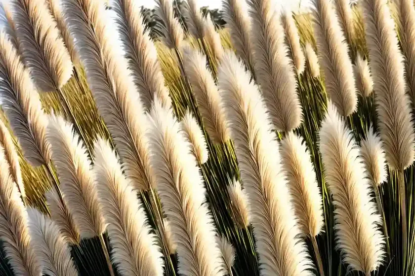 Pampas grass (cortaderia selloana ‘monrin’ sun stripe) — photo 2
