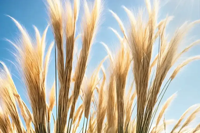 Pampas grass (cortaderia selloana ‘monrin’ sun stripe) — photo 3