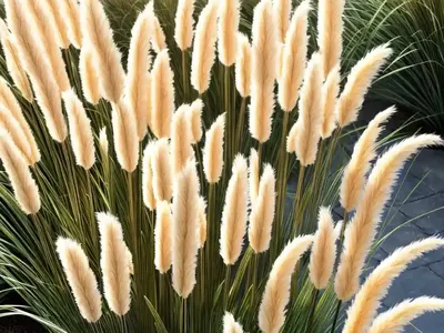 Pampas Grass (Cortaderia Selloana ‘Monrin’ SUN STRIPE)