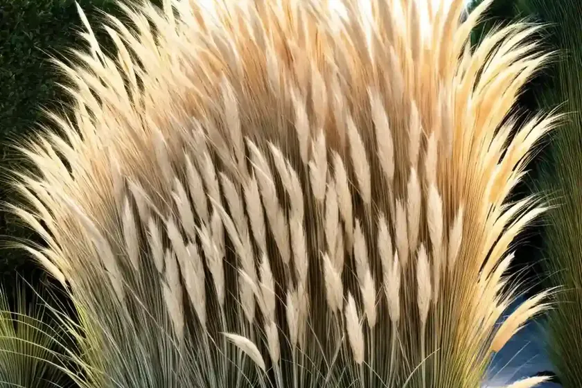 Pampas grass (cortaderia selloana ‘pumila’) — photo 3