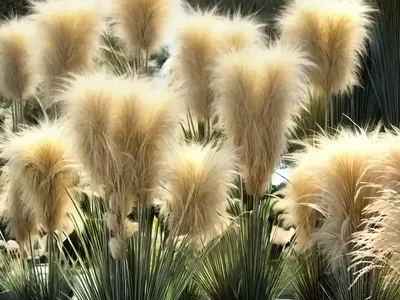 Pampas Grass (Cortaderia Selloana ‘Pumila’)