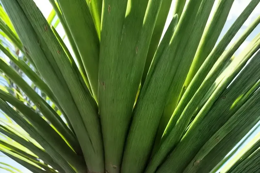 Pandan (pandanus amaryllifolius) — photo 3