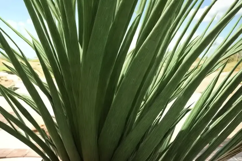 Pandanus verecundus (pandanus verecundus) — photo 2