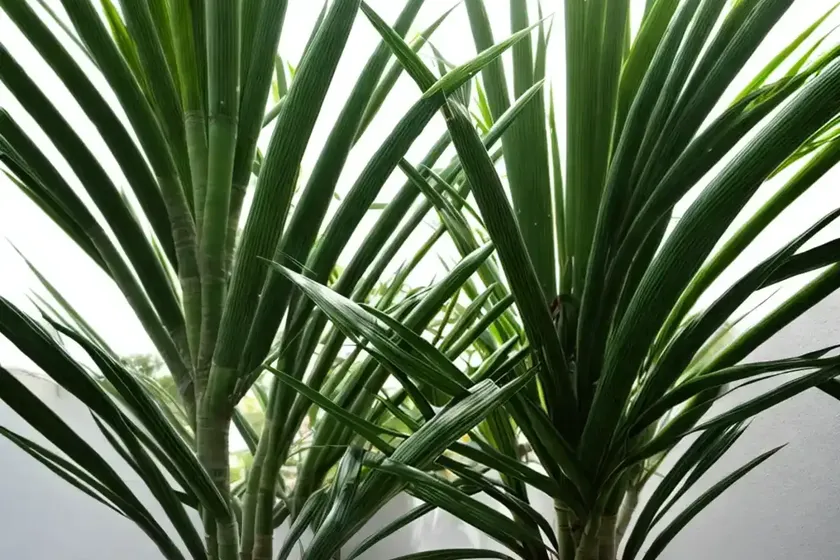 Pandanus verecundus (pandanus verecundus) — photo 3