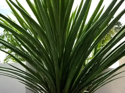 Pandanus Verecundus (Pandanus Verecundus)