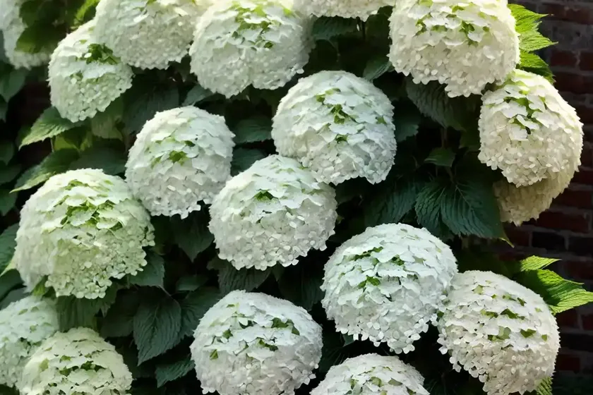 Panicle hydrangea (hydrangea paniculata ‘chantilly lace’) — photo 2
