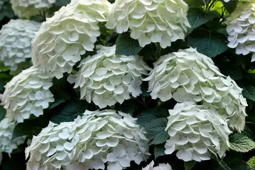 Panicle hydrangea (hydrangea paniculata ‘chantilly lace’) — photo 3