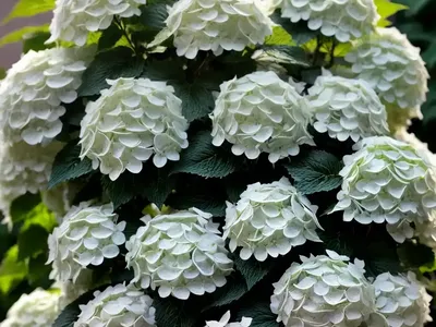 Panicle Hydrangea (Hydrangea Paniculata ‘Chantilly Lace’)