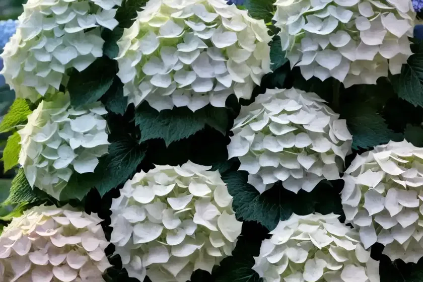 Panicle hydrangea (hydrangea paniculata ‘ilvomindy’ mega mindy) — photo 3