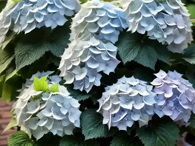 Panicle Hydrangea (Hydrangea Paniculata ‘Ilvomindy’ MEGA MINDY)