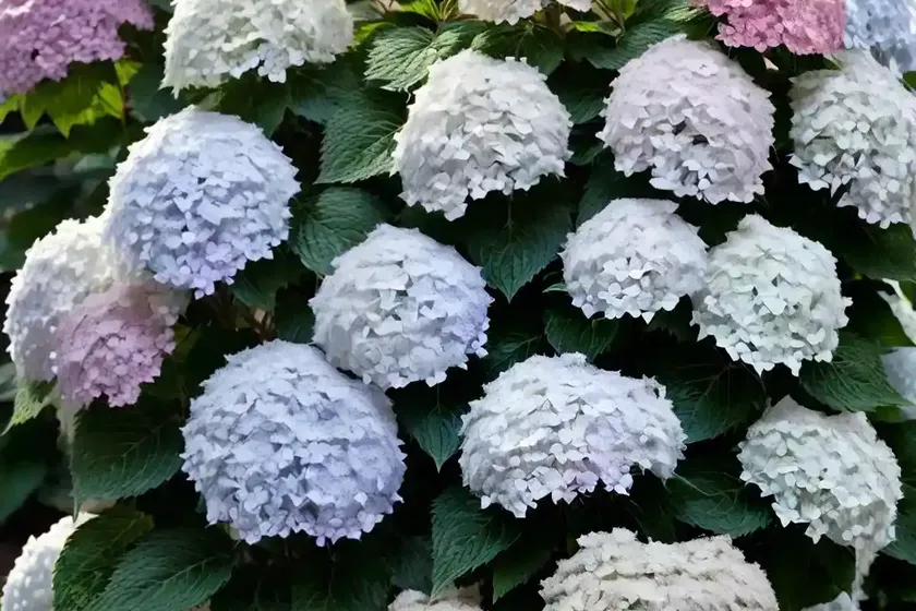 Panicle hydrangea (hydrangea paniculata ‘interhydia’ pink diamond) — photo 2