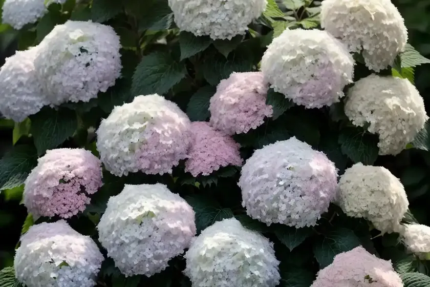 Panicle hydrangea (hydrangea paniculata ‘interhydia’ pink diamond) — photo 3
