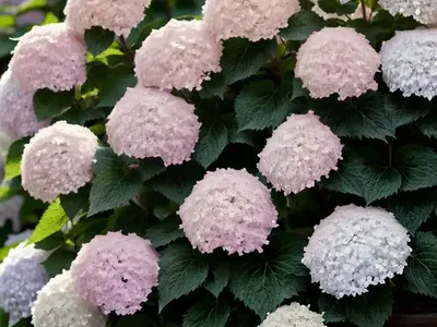 Panicle Hydrangea (Hydrangea Paniculata ‘Interhydia’ PINK DIAMOND)