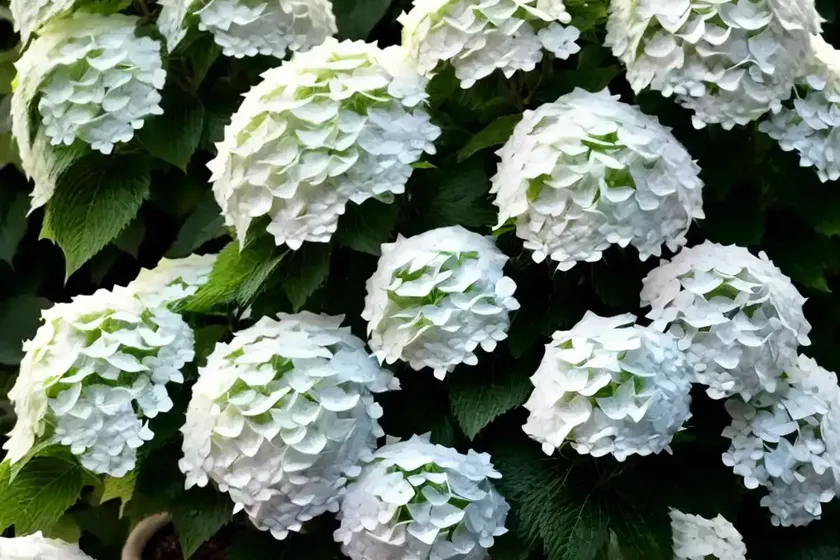 Panicle Hydrangea (Hydrangea Paniculata ‘LeeP1’ WHITE WEDDING) — photo 2