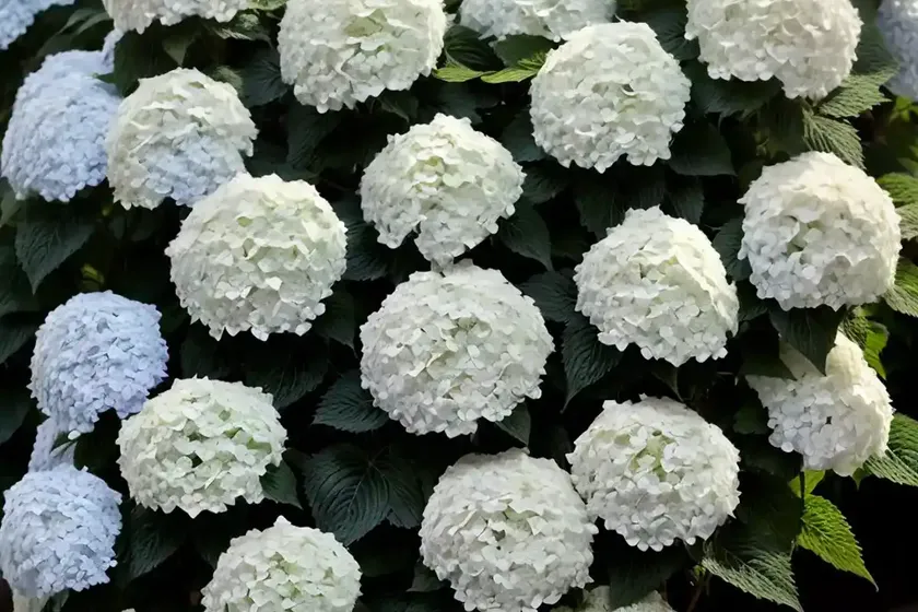 Panicle Hydrangea (Hydrangea Paniculata ‘LeeP1’ WHITE WEDDING) — photo 3