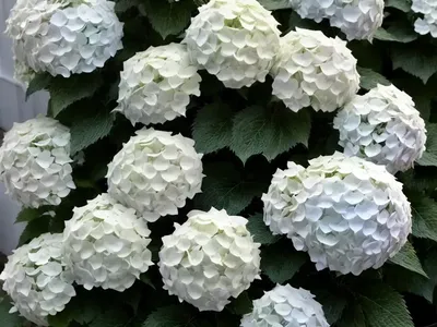 Panicle Hydrangea (Hydrangea Paniculata ‘LeeP1’ WHITE WEDDING)
