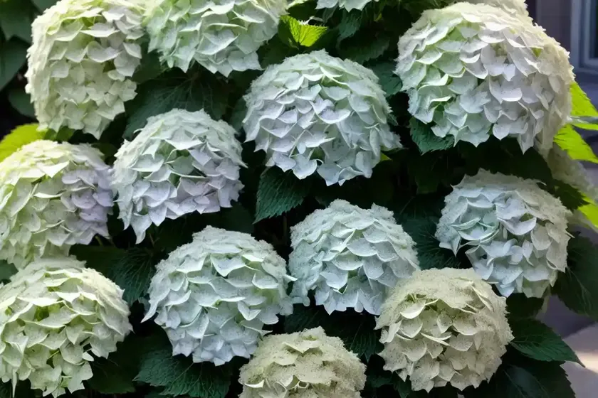 Panicle hydrangea (hydrangea paniculata ‘limelight’) — photo 2