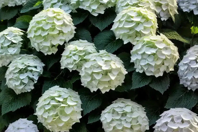 Panicle hydrangea (hydrangea paniculata ‘limelight’) — photo 3