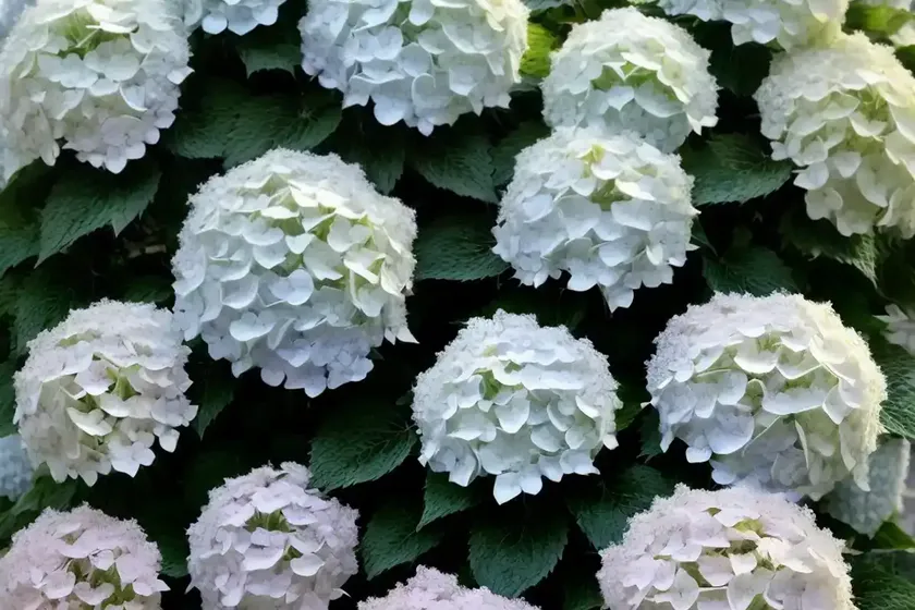 Panicle hydrangea (hydrangea paniculata ‘renba’ berry white) — photo 2