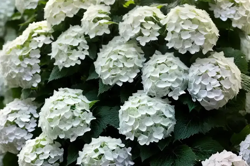 Panicle hydrangea (hydrangea paniculata ‘renba’ berry white) — photo 3