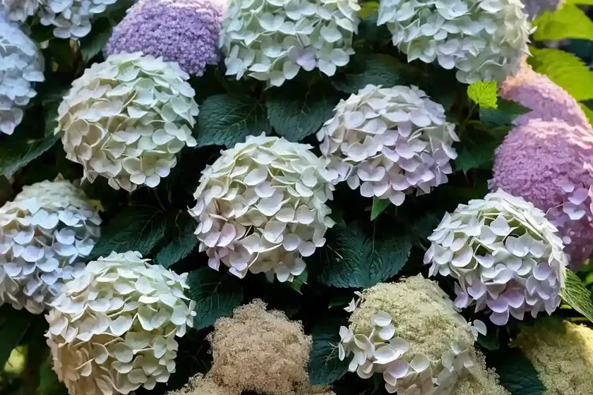 Panicle hydrangea (hydrangea paniculata ‘rendia’ diamond rouge) — photo 2