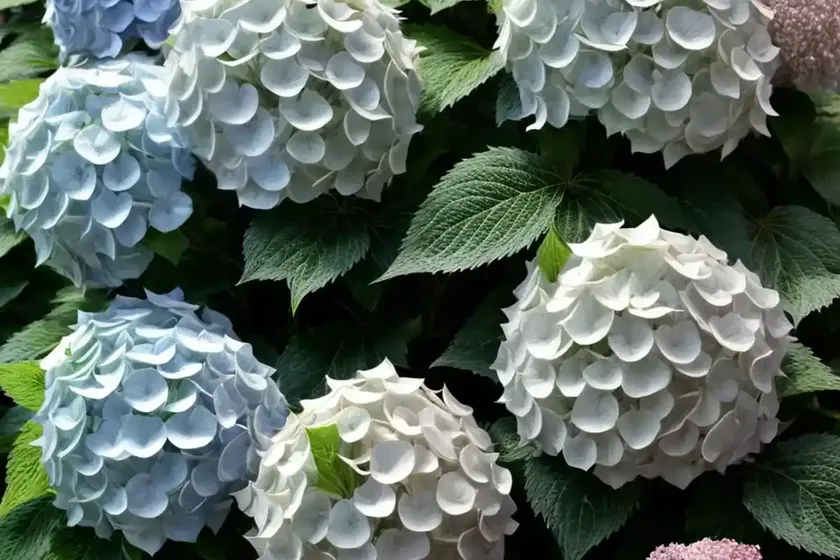 Panicle hydrangea (hydrangea paniculata ‘rendia’ diamond rouge) — photo 3