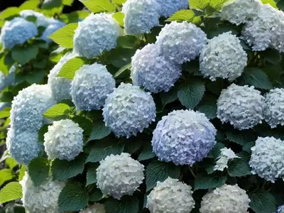 Panicle Hydrangea (Hydrangea Paniculata ‘Rensun’ STRAWBERRY SUNDAE)