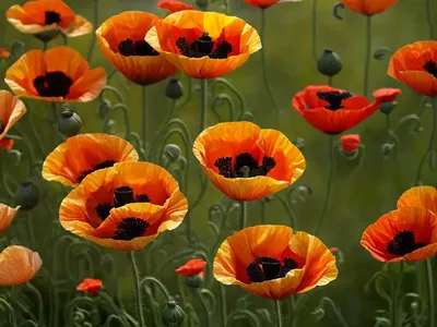 Papaver Orientale ‘Turkish Delight’ (Oriental Poppy)
