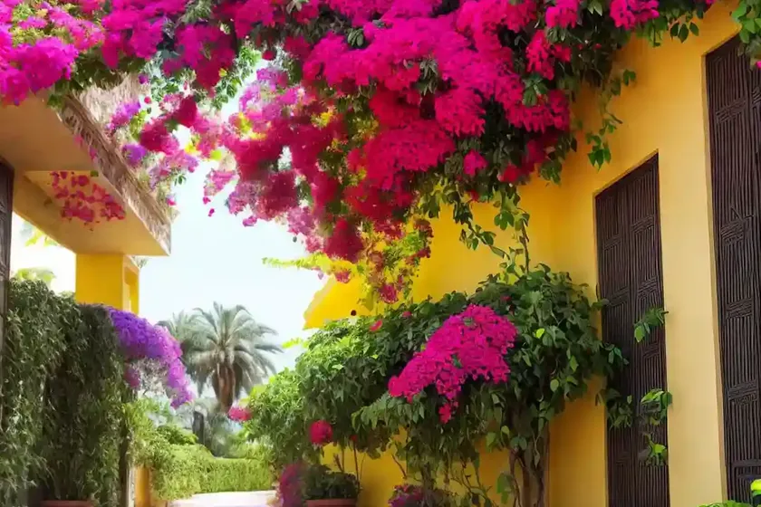 Paper-flower (bougainvillea glabra) — photo 3