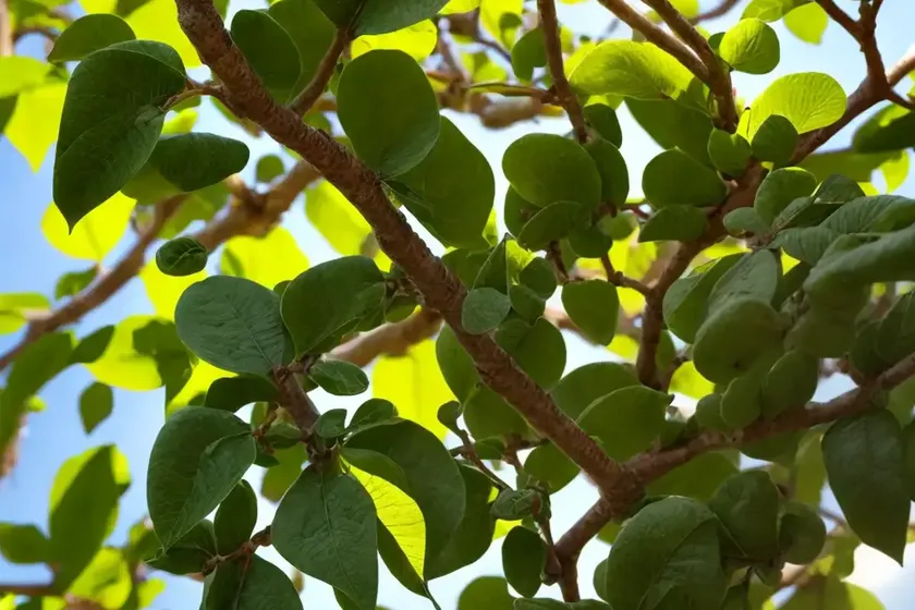 Paper Mulberry (Broussonetia Papyrifera) — photo 3