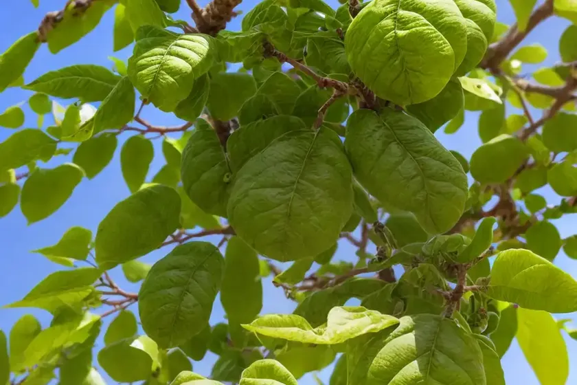 Paper mulberry (broussonetia papyrifera) — photo 2