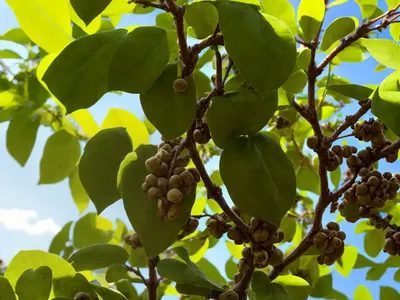 Paper Mulberry (Broussonetia Papyrifera)