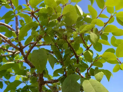 Paper Mulberry (Broussonetia Papyrifera)