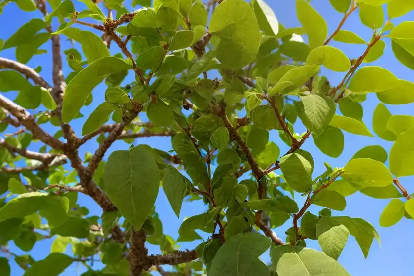 Paper Mulberry (Broussonetia Papyrifera)