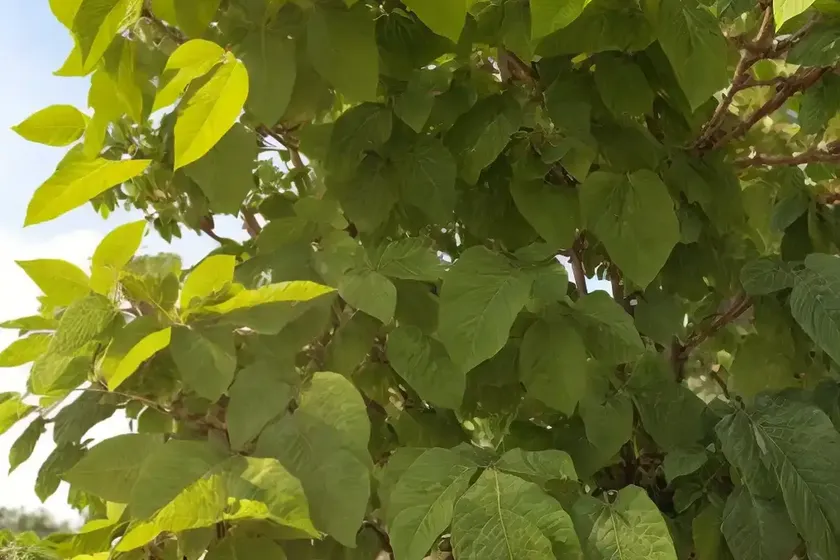 Paper mulberry (broussonetia papyrifera ‘golden shadow’) — photo 2