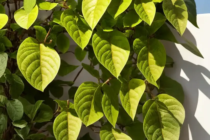 Paper mulberry (broussonetia papyrifera ‘golden shadow’) — photo 3