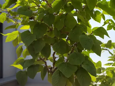 Paper Mulberry (Broussonetia Papyrifera ‘Golden Shadow’)