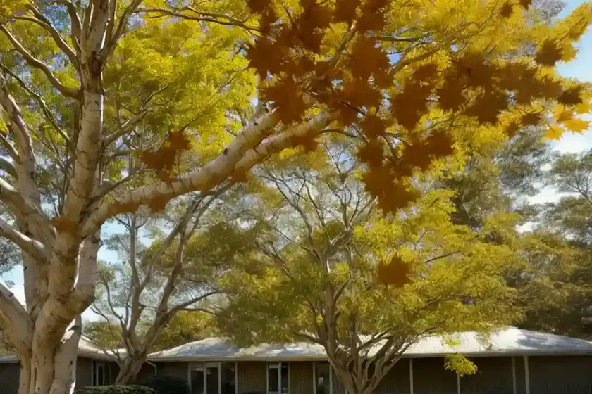 Paperbark maple (acer griseum) — photo 3