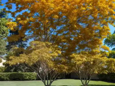 Paperbark Maple (Acer Griseum)