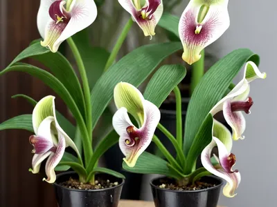 Paphiopedilum Micranthum (Tiny Flowered Paphiopedilum)