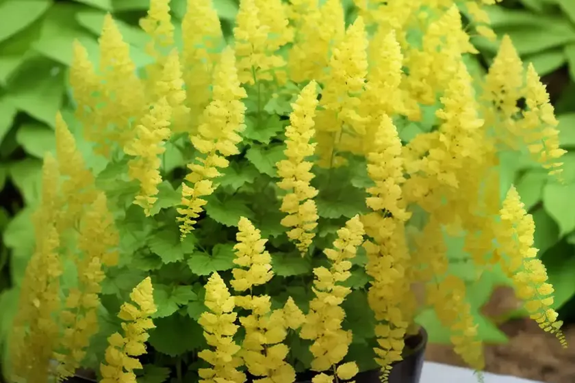 Paprotka (polypodium) — photo 3