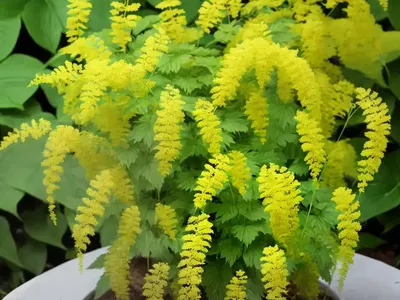 Paprotka (Polypodium)