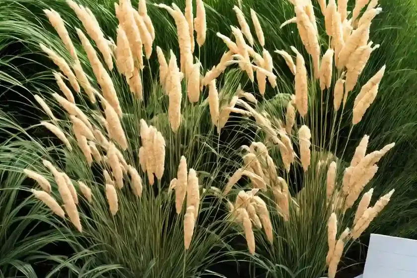Papyrus (cyperus papyrus) — photo 3