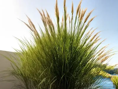 Papyrus (Cyperus Papyrus)